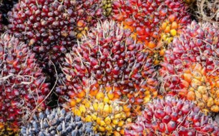 Kabar Gembira Buat Petani Sawit , Harga TBS Riau Naik Tinggi