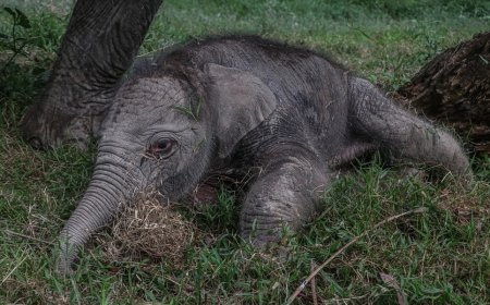 Kabar Bahagia, Gajah Sumatera Telah Lahir di Taman Wisata Alam Buluh Cina