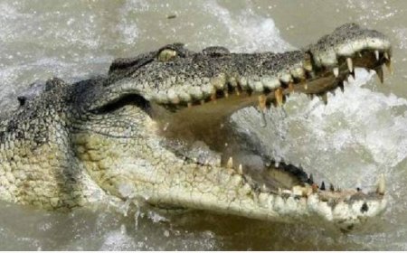 Saat Menjaring Ikan, Nelayan Tewas Disambar Buaya