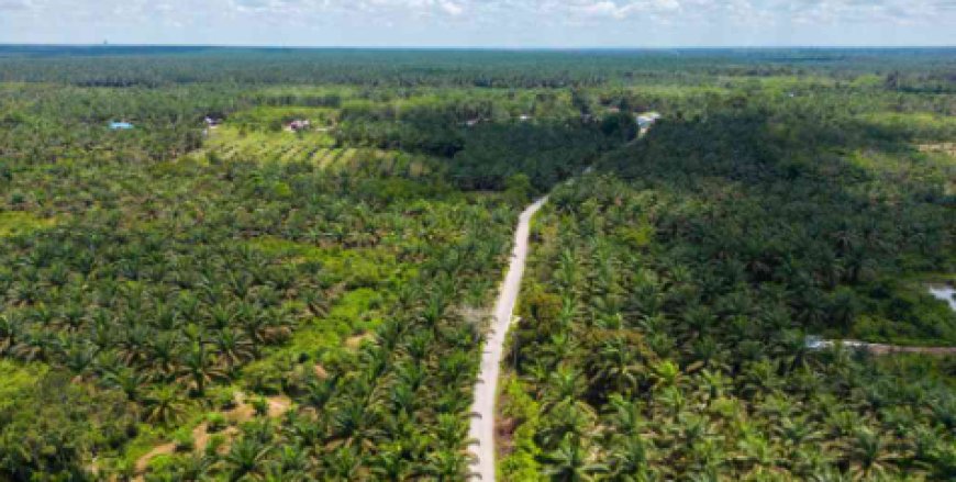 100 Triliun ?  Kebocoran Tata Kelola Sawit Riau, Lebih Kurang 2 Juta Ha Dalam Kawasan Hutan