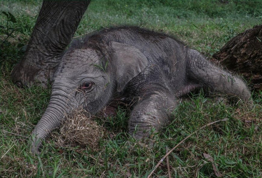 Kabar Bahagia, Gajah Sumatera Telah Lahir di Taman Wisata Alam Buluh Cina