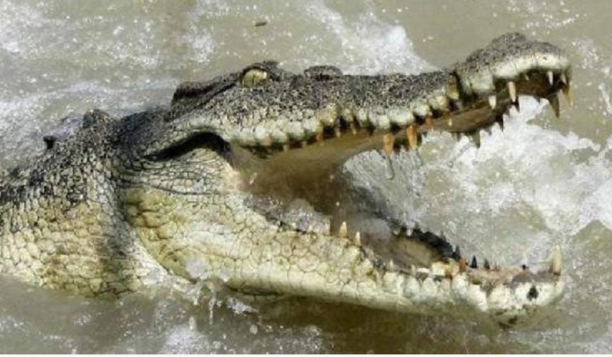 Saat Menjaring Ikan, Nelayan Tewas Disambar Buaya