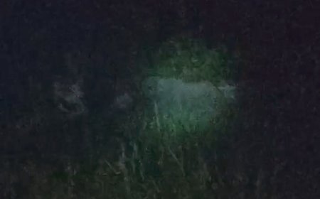 Sekumpulan Gajah  Liar Masuki Industri Tenayan, Warga Minta Tim Segera di Turunkan