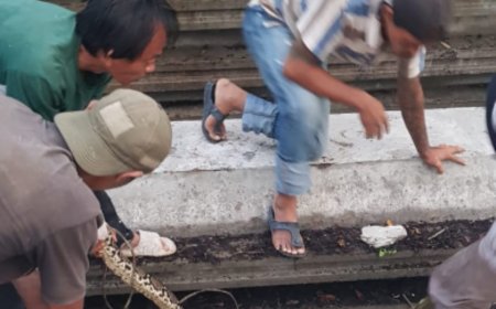 Sheet Pile Jadi Sarang Ular, PUPR PKPP Riau Abaikan Permohonan Pemindahan Dari Kawasan Sekolah 