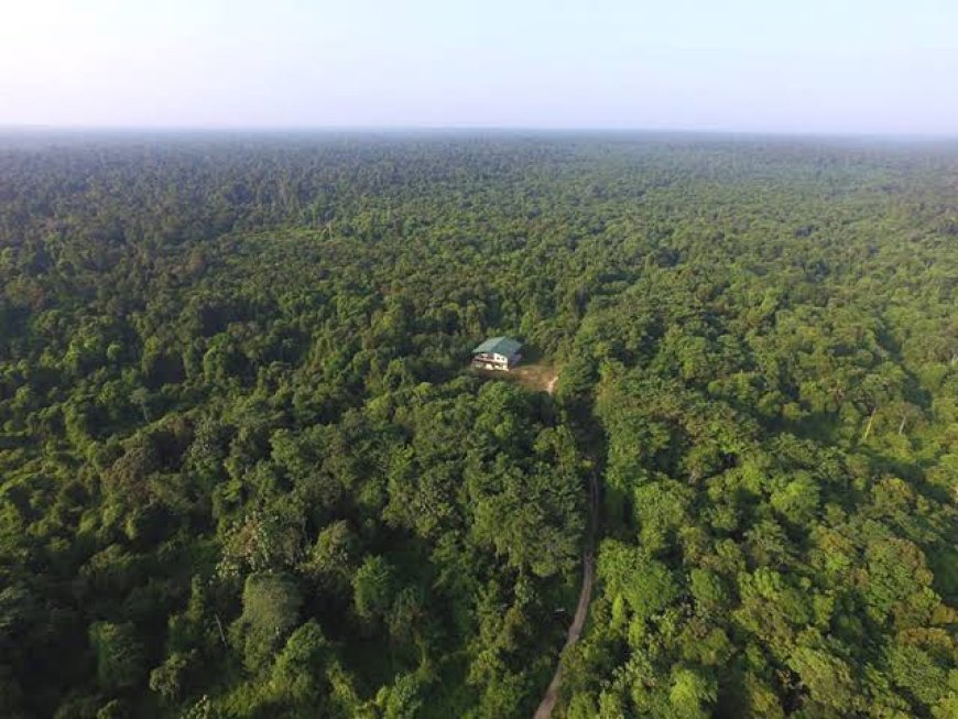 Selamatkan Hutan, Tangkap Pelaku Pembabat Hutan Taman Nasional Teso Nilo 