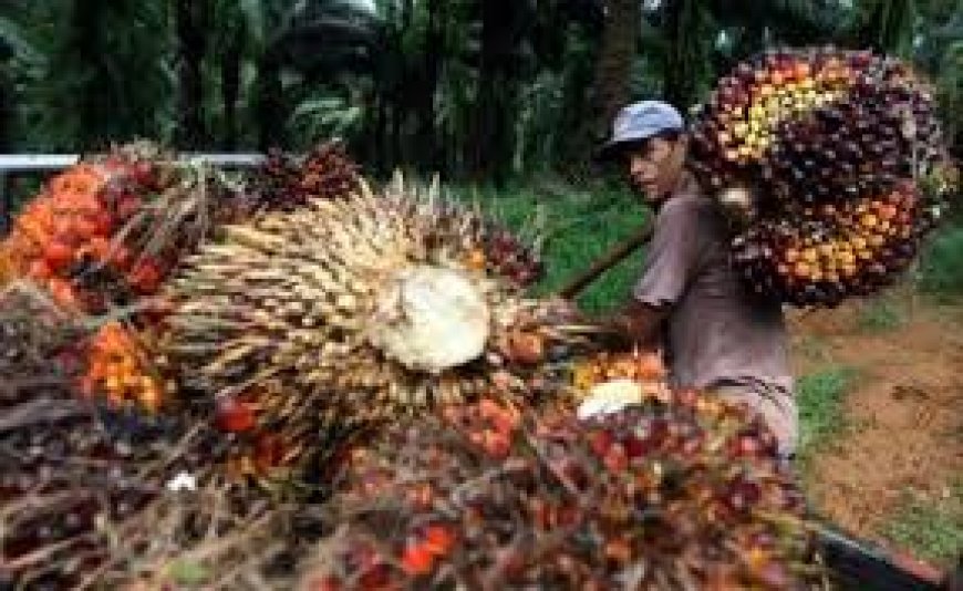 Harga TBS Sawit Swadaya di Riau Tembus Rp3.784 per Kg