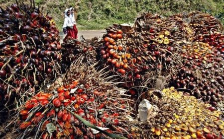 Disbun Riau Umumkan Harga Baru TBS Kelapa Sawit