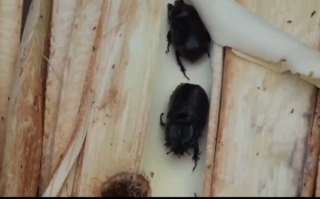 80 Persen Kebun Kelapa di 2 Desa di Kecamatan Enok, Inhil Rusak Diserang Hama Kumbang