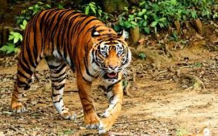 Warga Panik, Harimau Sumatera Masuk Camp Pekerja PBPH