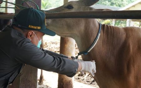 Cegah Penyebaran PMK, Pengawasan Ternak Didaerah Perlu Diperketat