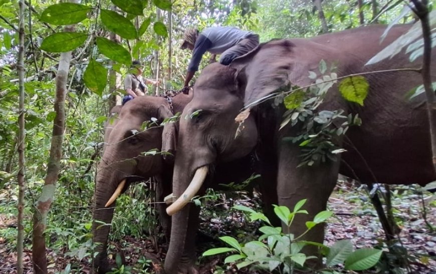 Antisipasi Konflik, Seekor Gajah Liar Di Kampar Berhasil Di Translokasi Oleh BKSDA Riau