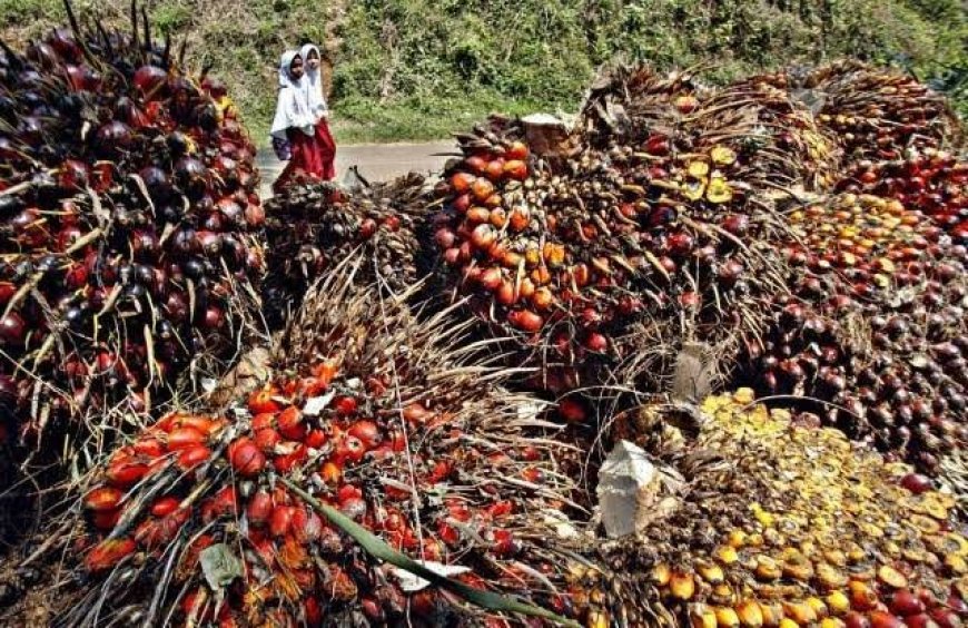 Disbun Riau Umumkan Harga Baru TBS Kelapa Sawit