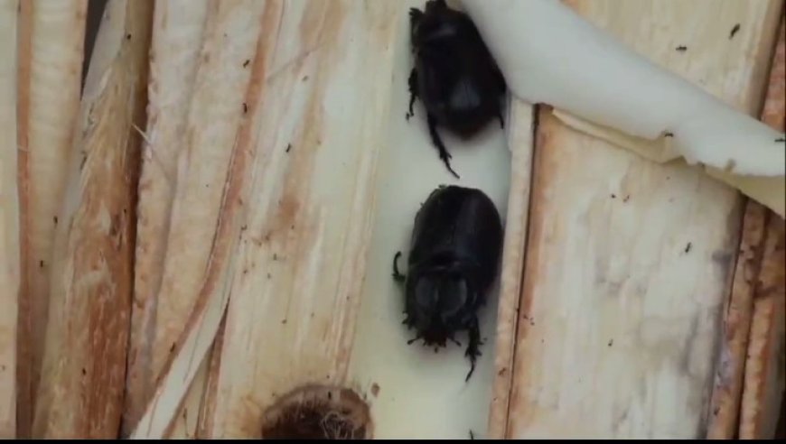 80 Persen Kebun Kelapa di 2 Desa di Kecamatan Enok, Inhil Rusak Diserang Hama Kumbang