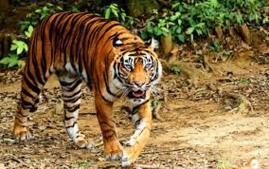 Warga Panik, Harimau Sumatera Masuk Camp Pekerja PBPH