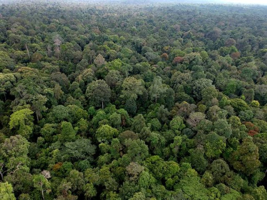 Suara Aliansi Aktivis Pelalawan Soroti Pejabat Di Pelalawan Kuasai Kawasan Hutan TNTN