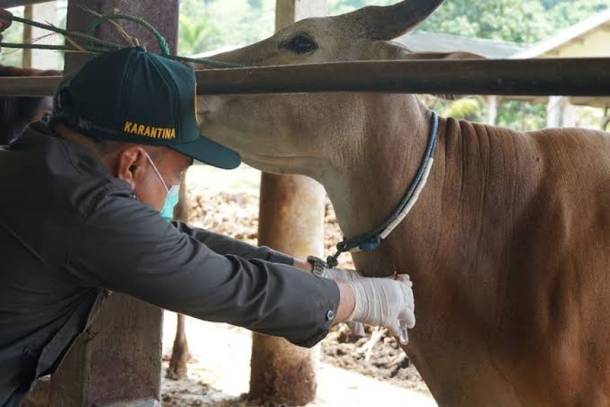 Cegah Penyebaran PMK, Pengawasan Ternak Didaerah Perlu Diperketat