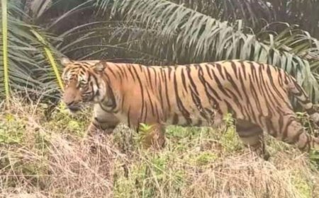Harimau Sumatera Intai Kandang Ayam Warga di Kebun Sawit