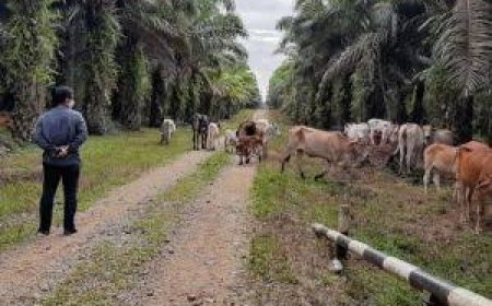 Vaksinasi PMK di Riau Capai 3.249 Dosis, Peternak Dimintai Waspada Dengan Cuaca Ekstrem