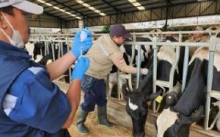 30 Sapi Sembuh dari PMK, Dinas PKH Riau Gencarkan Vaksinasi