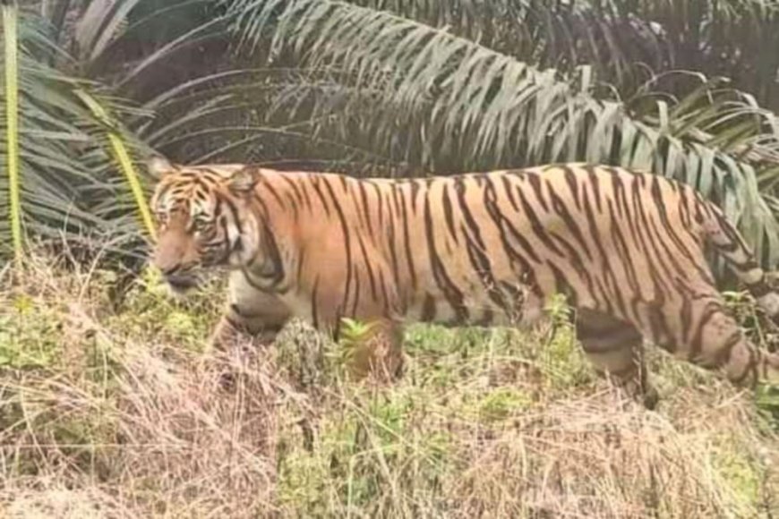 Harimau Sumatera Intai Kandang Ayam Warga di Kebun Sawit