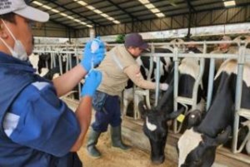 30 Sapi Sembuh dari PMK, Dinas PKH Riau Gencarkan Vaksinasi