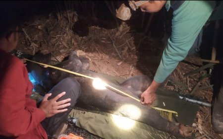 BKSDA Riau Berhasil Evakuasi Beruang Madu Yang Terjerat Di Kawasan Suaka Margasatwa 