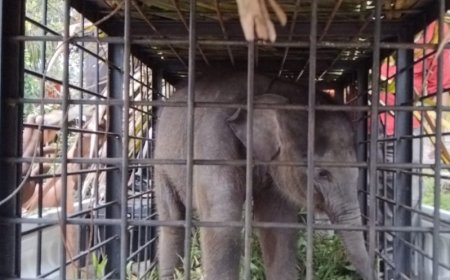 Terpisah Dari Induknya, BKSDA Riau Selamatkan Anak Gajah Di Kampar