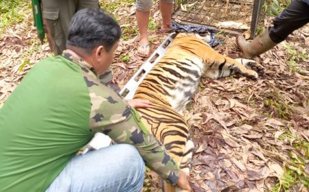 Satu Orang Meninggal Di Terkam Harimau, BKSDA Riau Lakukan Penanggulangan