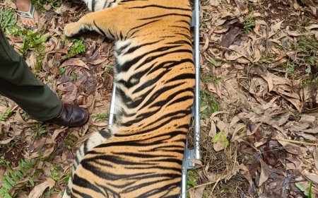 Video BKSDA Riau Berhasil Menangkap Harimau Sumatera Yang Memangsa Manusia Di Pelalawan