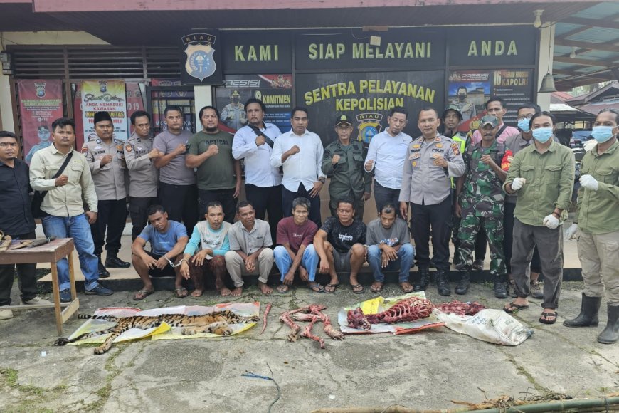 Polisi Tangkap Enam Pelaku Pembantaian Harimau Sumatera di Rohul