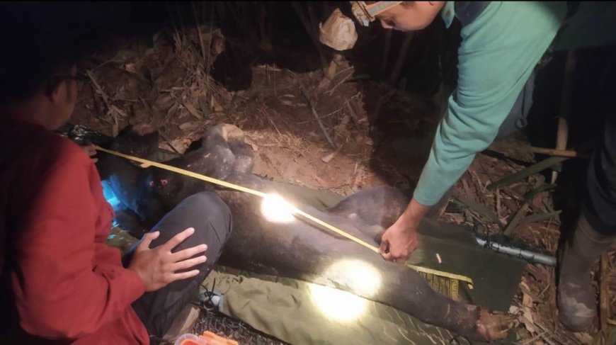 BKSDA Riau Berhasil Evakuasi Beruang Madu Yang Terjerat Di Kawasan Suaka Margasatwa 