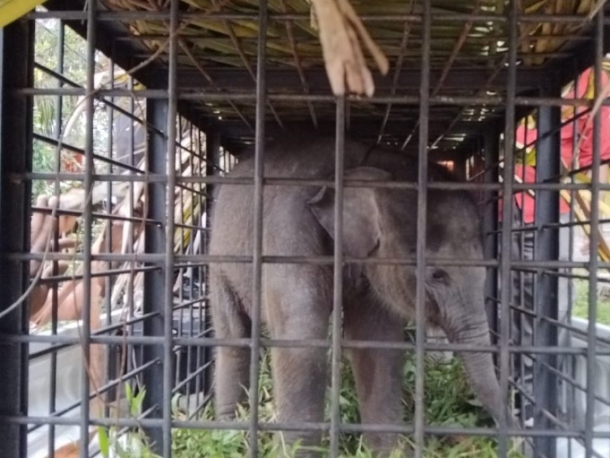 Terpisah Dari Induknya, BKSDA Riau Selamatkan Anak Gajah Di Kampar