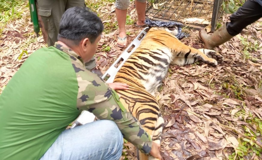 Satu Orang Meninggal Di Terkam Harimau, BKSDA Riau Lakukan Penanggulangan