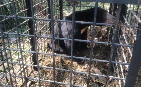 BBKSDA Riau Lakukan Evakuasi Dan Pelepasliaran  Beruang Madu  Ke Hutan Konservasi