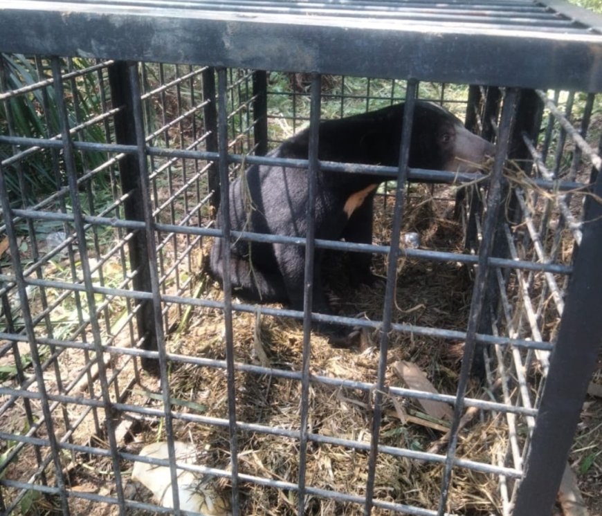 BBKSDA Riau Lakukan Evakuasi Dan Pelepasliaran  Beruang Madu  Ke Hutan Konservasi