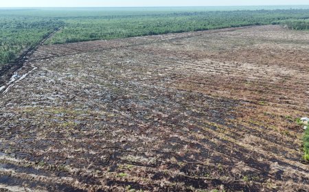 Sumatera Darurat Ekologi: WALHI Riau Ungkap 5,37 Juta Ha Hutan Hilang dan Peringatan Bencana 2025