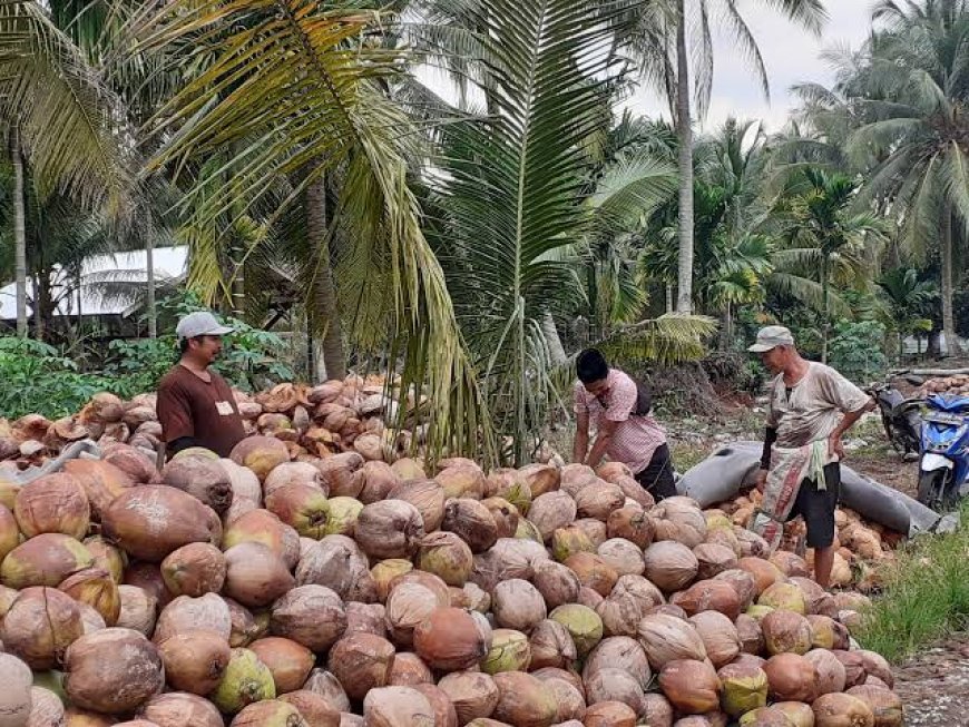 Diduga Tanpa Dasar Hukum, PB-LBMN Bongkar Pemotongan PPh 22 Petani Kelapa di Kuala Kampar