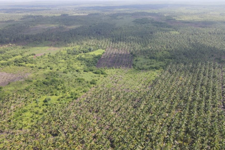 Petani Pertanyakan Bantuan 600 Ribu Bibit Kelapa Di Riau, Pelalawan Tak Kebagian Meski Luas Kebun 33.716 Hektare