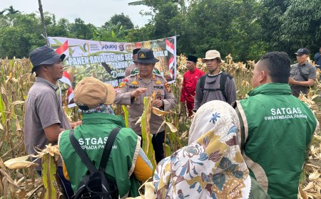 Polsek Rupat Bersama Kelompok Tani Panen Jagung Kuartal 2, Mendukung Swasembada Pangan Tahun 2026