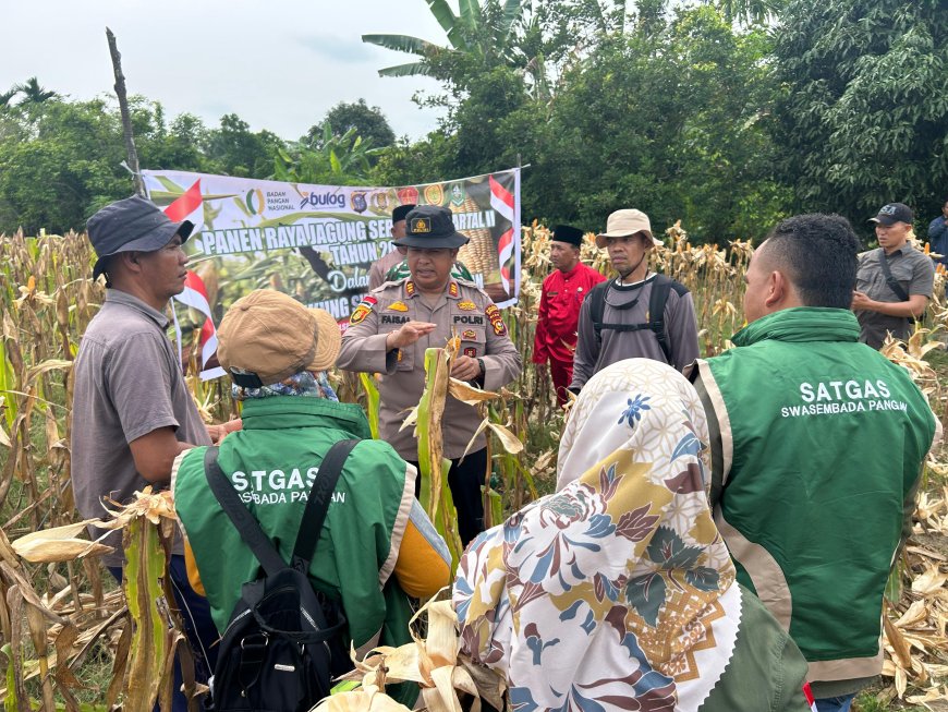 Polsek Rupat Bersama Kelompok Tani Panen Jagung Kuartal 2, Mendukung Swasembada Pangan Tahun 2026